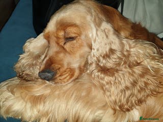 Cocker Spaniel dogs DNA TESTED/CLEAR KC SHOW GOLD COCKER SPANIEL STUD! in Harlow - Advert 11