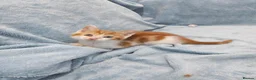 Mixed Breed cats for sale: 8 WEEKS OLD FLUFFY Kittens VIDEOS - Advert 6