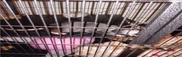 Rat rodents for sale: Rehoming for two 9-10month male rats! - Advert 3