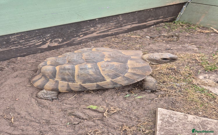Tortoise reptiles - Advert 14