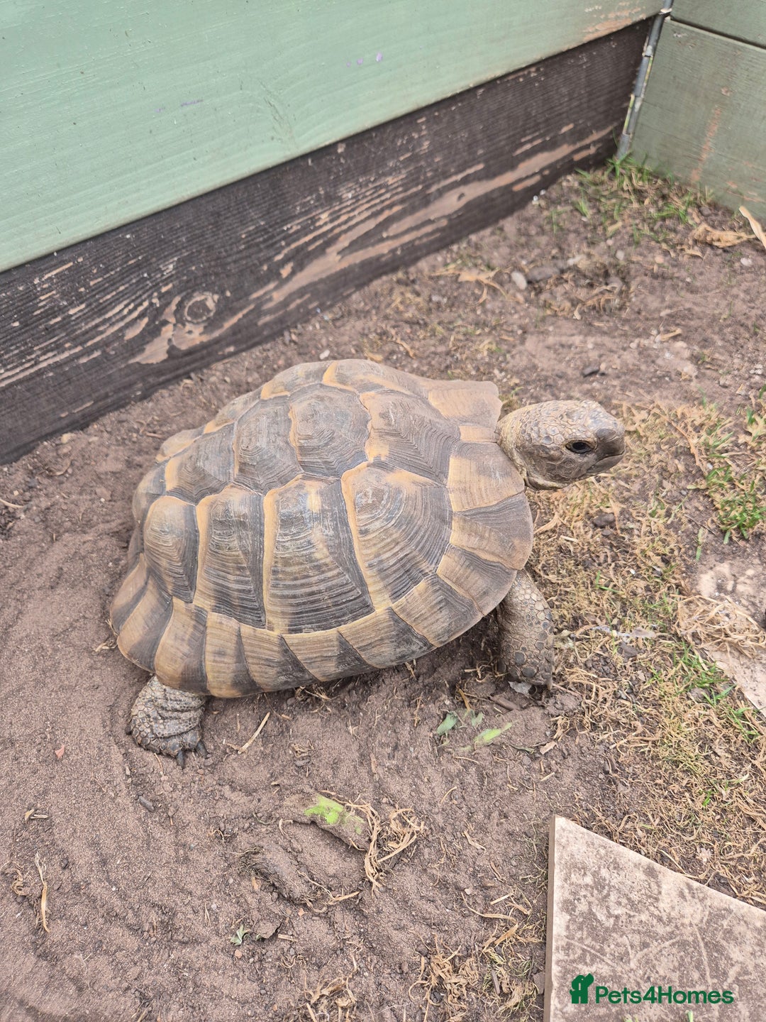 Tortoise reptiles for sale: Spur thighed tortoise female - Image 1