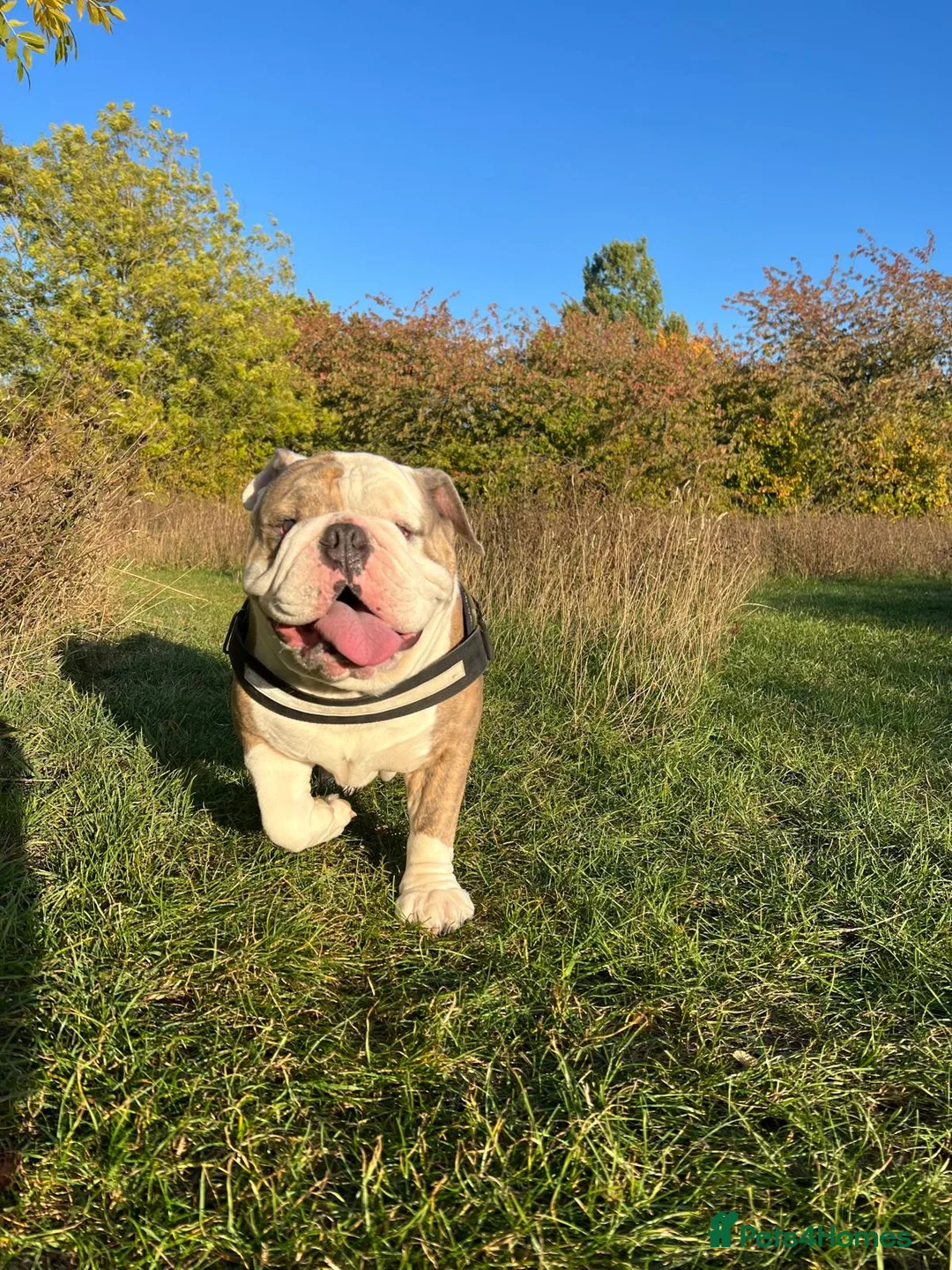 English Bulldog dogs for stud: British bulldog stud - Advert 7