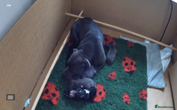 Staffordshire Bull Terrier dogs for sale: Valglo champion cross Bronson line blue/black pups - Image 16
