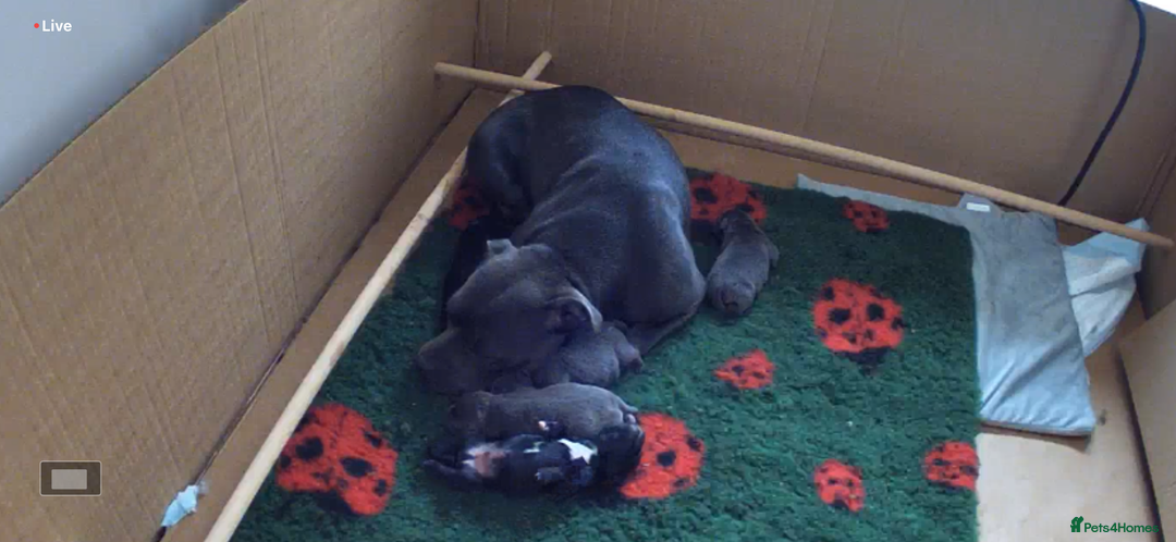 Staffordshire Bull Terrier dogs for sale: Valglo champion cross Bronson line blue/black pups - Image 16