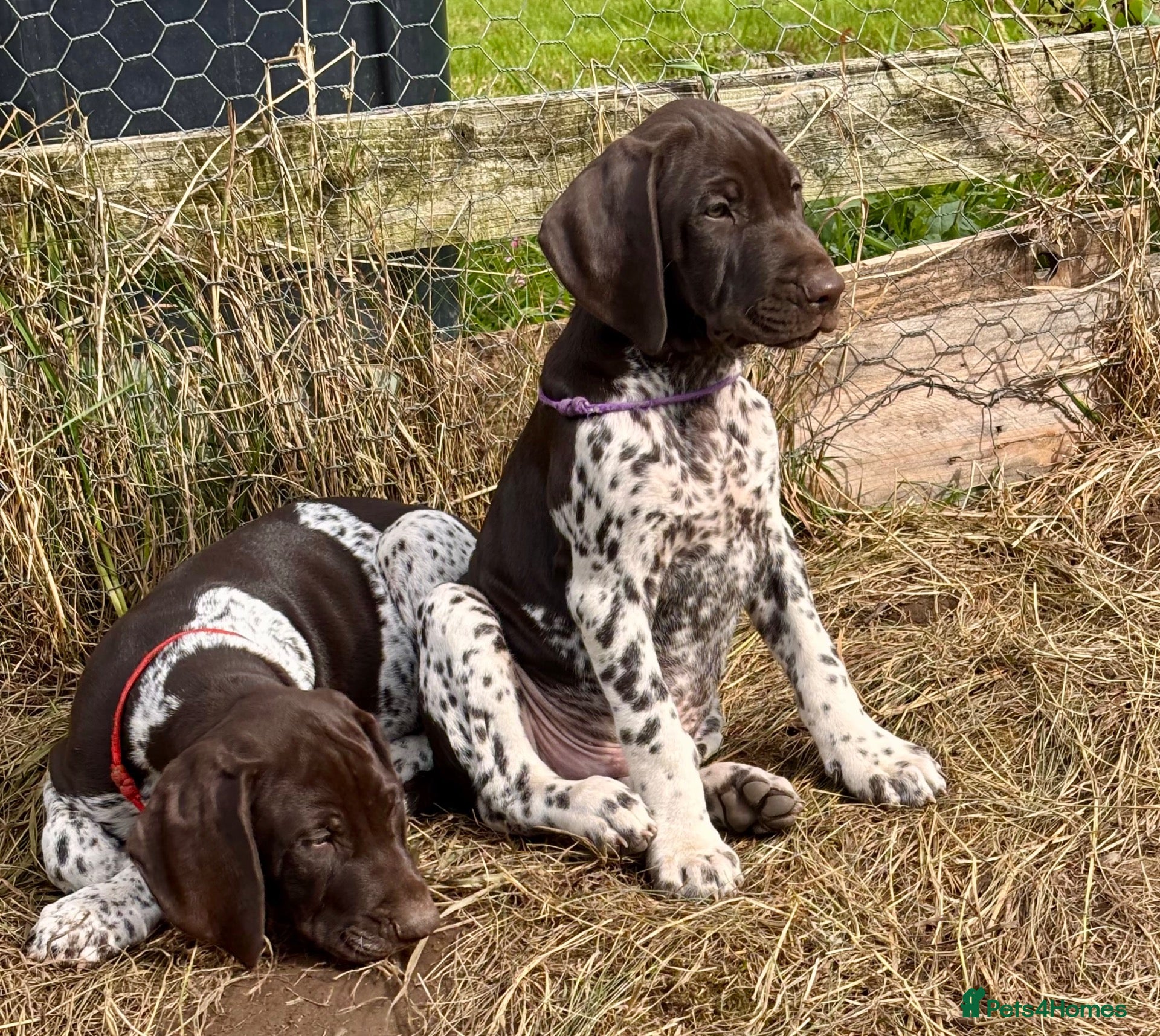 German Shorthaired Pointer dogs Healthy,Happy KC Registered GSP pups.  - Advert 1