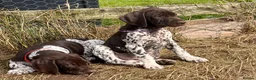 German Shorthaired Pointer dogs for sale: Healthy,Happy KC Registered GSP pups.  - Advert 5