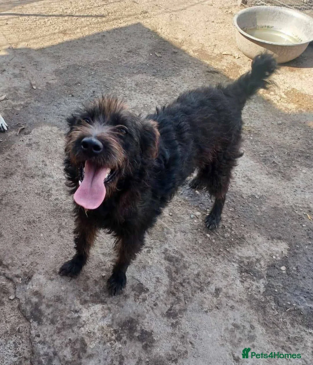 Mixed Breed dogs for adoption: Meet Alfie, currently residing in Cumbria - Advert 10