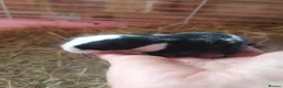 Dwarf Lop rabbits for sale: Beautiful Holland lops  - Advert 8