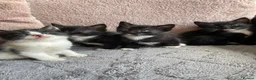 Mixed Breed cats for sale: 4 black and white kittens for sale  in Hebden Bridge - Advert 4