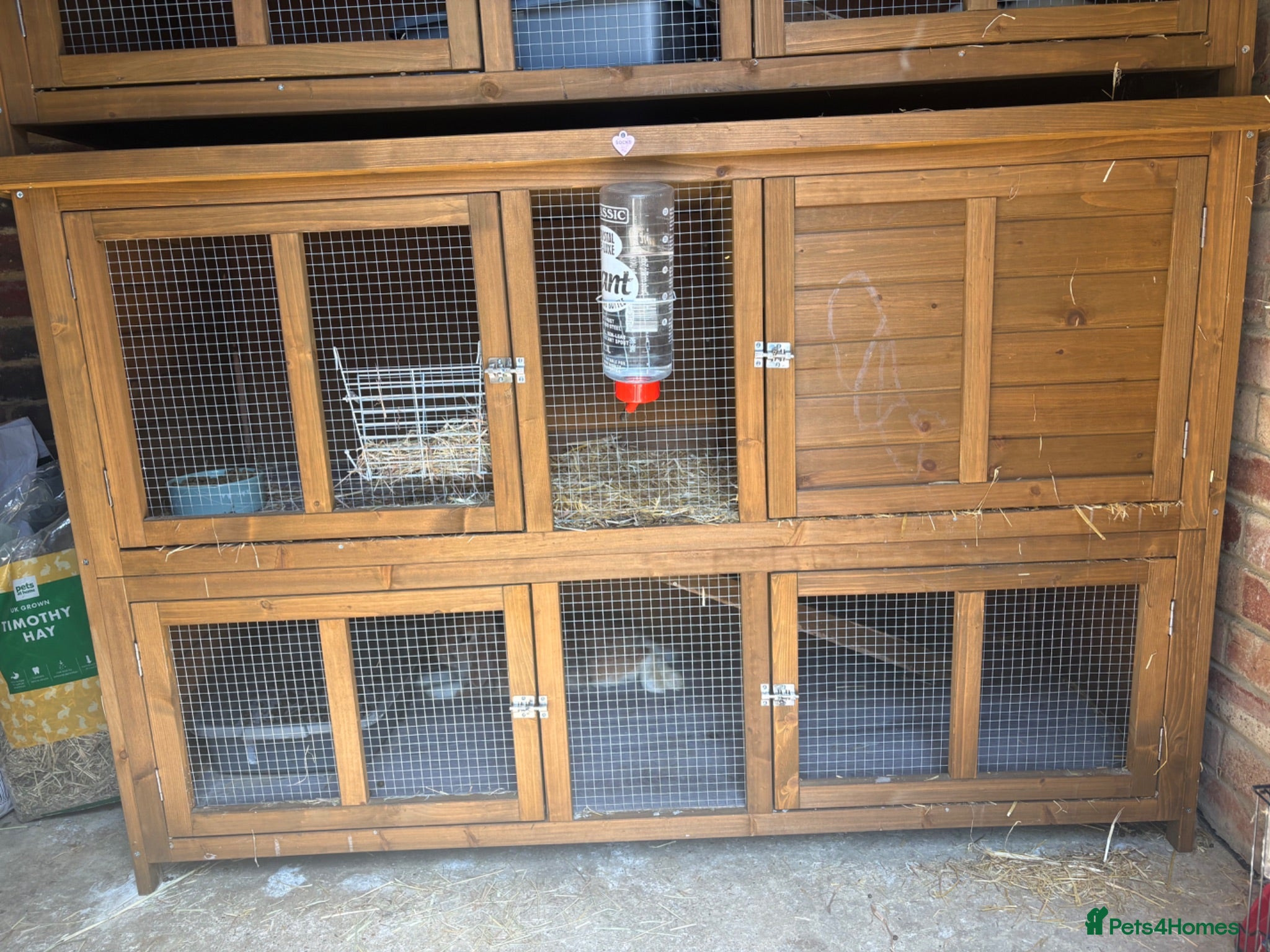 Mini Lop rabbits 5ft double hutch with mum and 8 babies - Advert 6