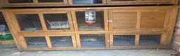 Mini Lop rabbits for sale: 5ft double hutch with mum and 8 babies - Advert 1