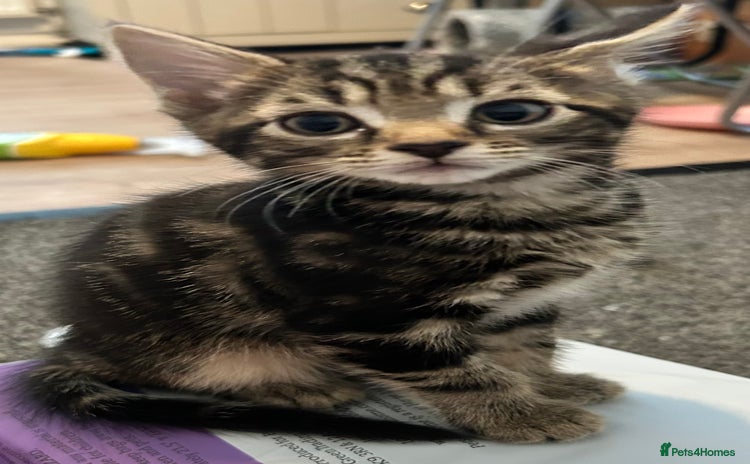 Mixed Breed cats for sale - Advert 2