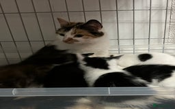 Mixed Breed cats for sale: Beautiful kittens  - Image 5