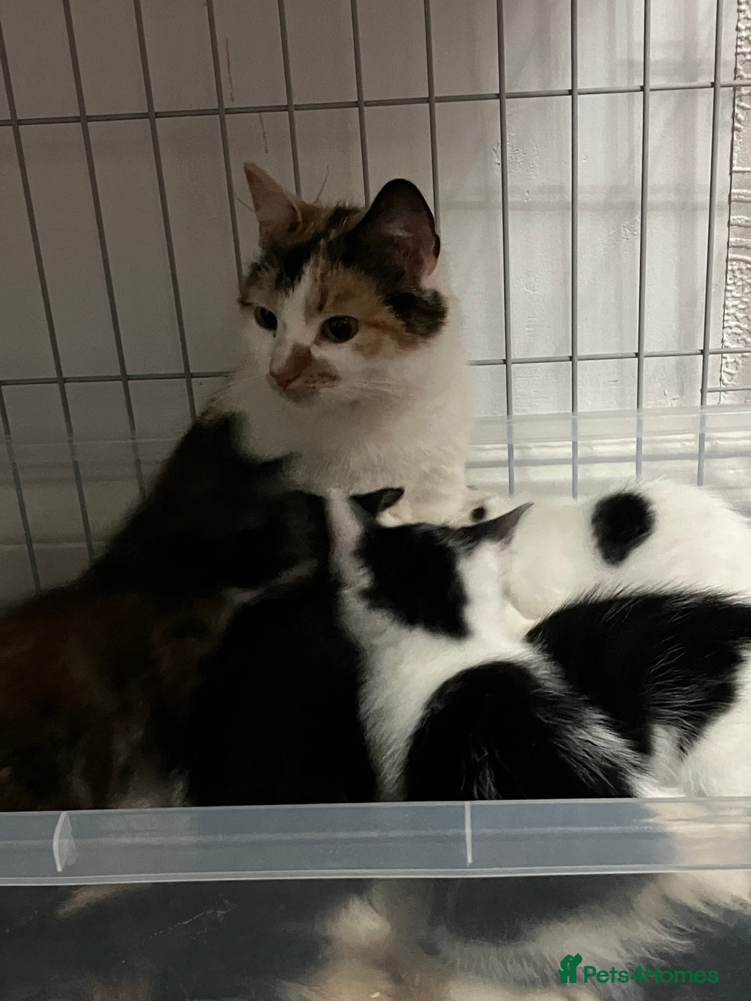 Mixed Breed cats for sale: Beautiful kittens  - Image 5