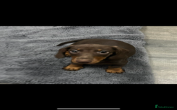 Miniature Dachshund dogs for sale: Ready to go-Gorgeous miniature Dachshund puppies   - Image 12