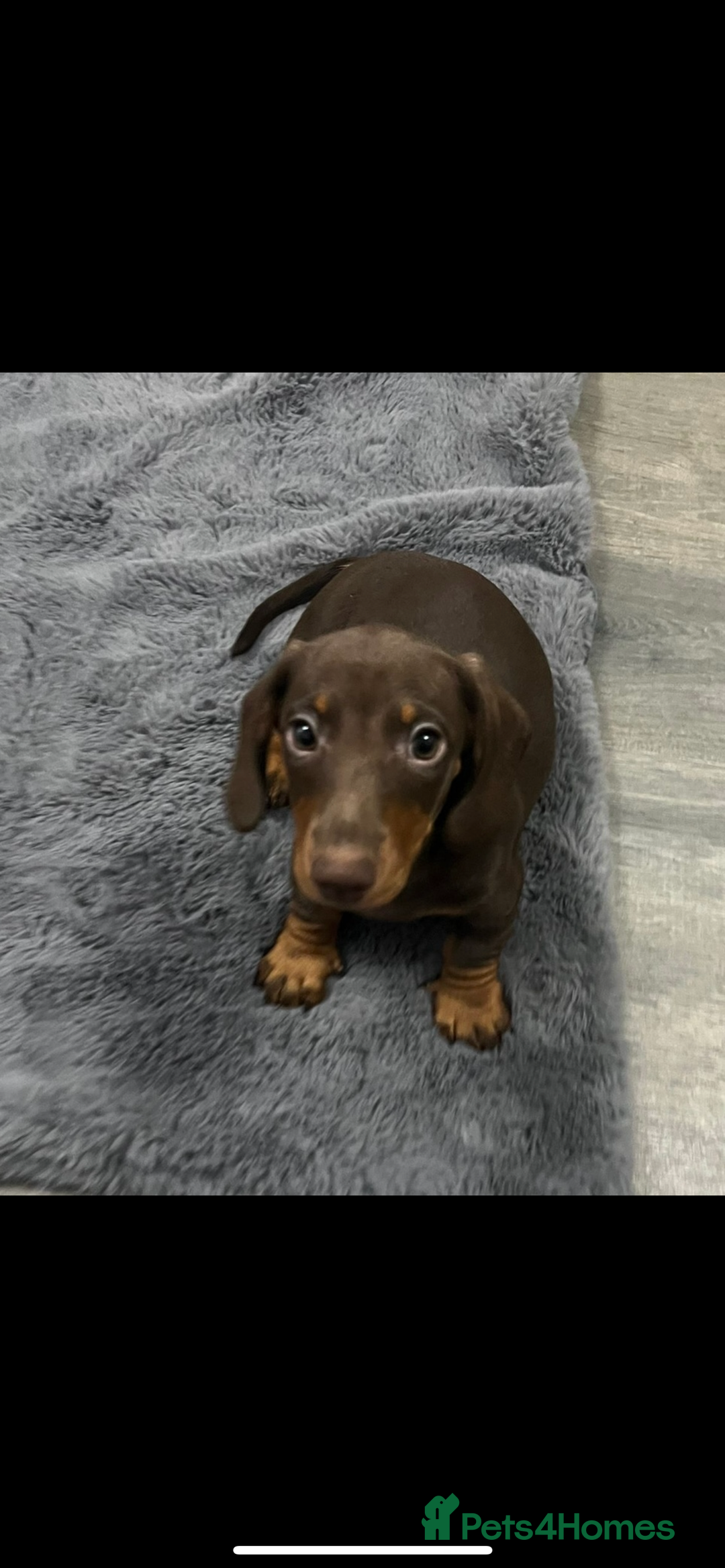 Miniature Dachshund dogs for sale: Ready to go-Gorgeous miniature Dachshund puppies   - Image 12