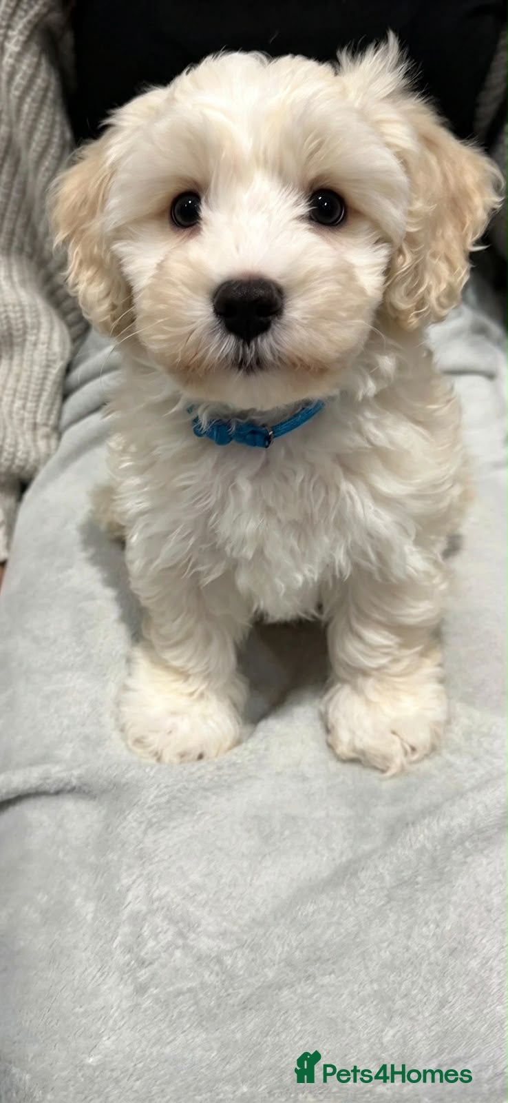 Maltipoo dogs  💙Adorable Maltipoo boy ready now 💙 - Advert 2