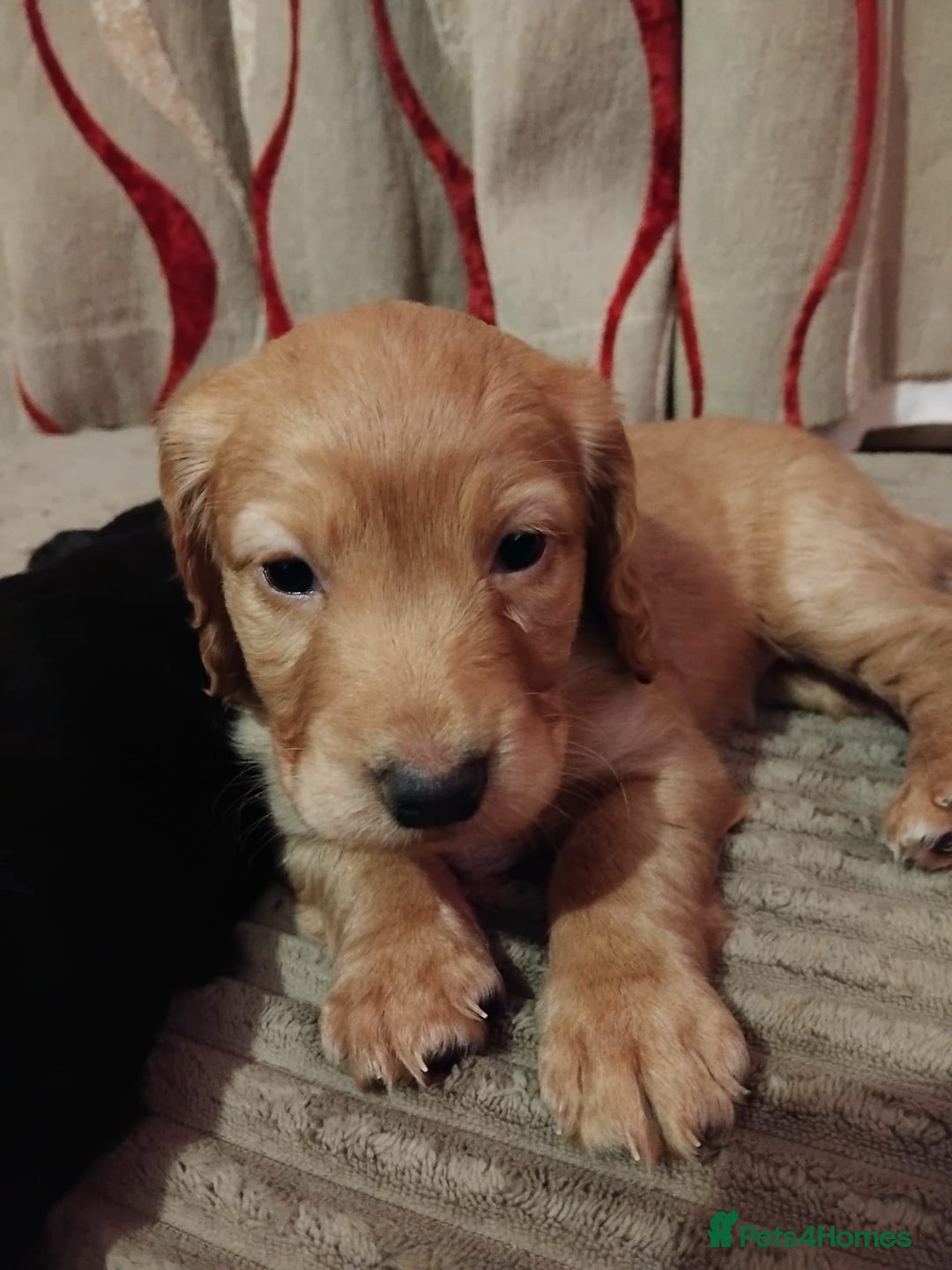 Cocker Spaniel dogs for sale: KC Registered Working Cocker Spaniel  - Advert 23