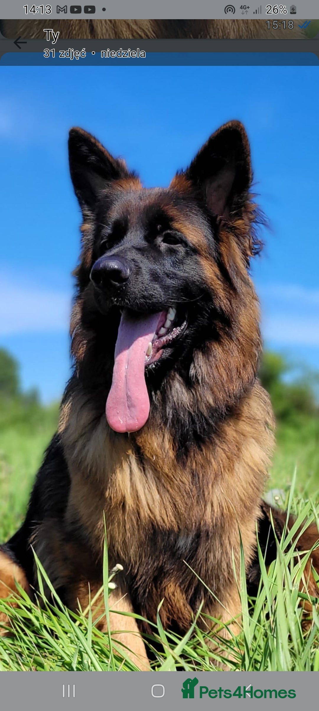 German Shepherd dogs for sale: KC. German shepherd puppies - Advert 15