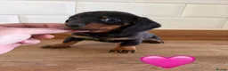 Miniature Dachshund dogs for sale: Beautiful Dapples 5 Star Licensed 5 Star reviews  - Advert 9