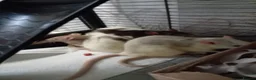 Rat rodents for sale: 3 female baby rats and cage and accessories  - Advert 2