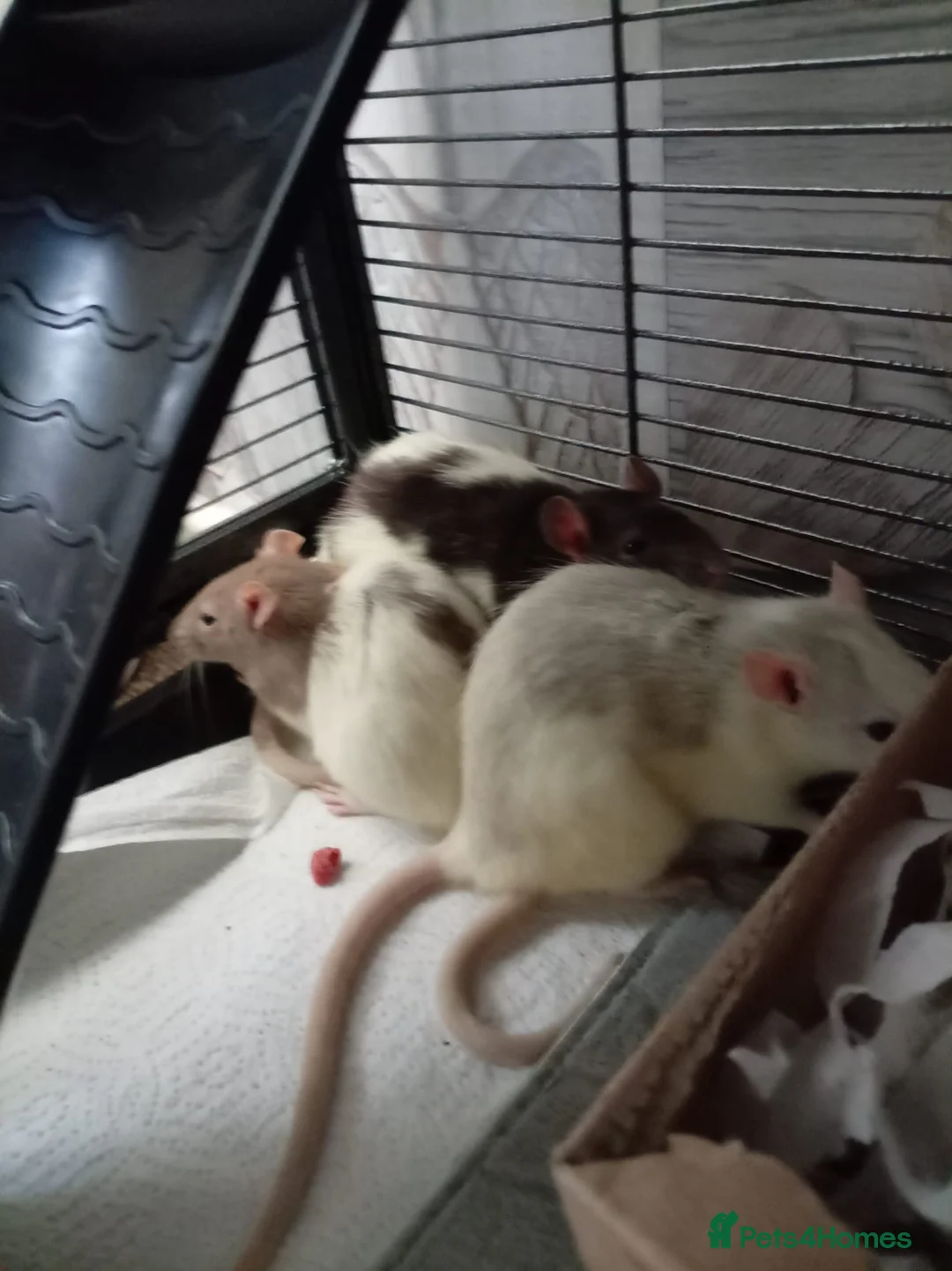 Rat rodents for sale: 3 female baby rats and cage and accessories  - Advert 2