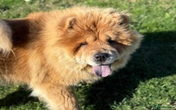 Chow Chow dogs for sale: The biggest teddy bear you will ever meet !  - Image 4