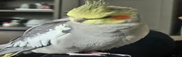 Cockatiels birds for sale: Cockatiel  - Advert 1
