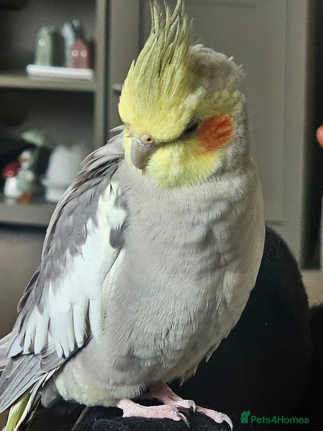 Cockatiels birds for sale: Cockatiel  - Advert 1