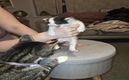 American Shorthair cats for sale: Kittens for sale - Image 11