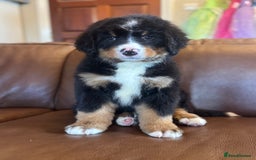 Bernese Mountain Dog dogs for sale: Kc registered Bernese mountain dog puppies - Image 2