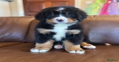 Bernese Mountain Dog dogs - Advert 5