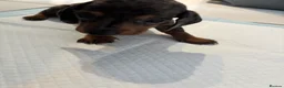 Dachshund dogs for sale: 🩷🩷🩷 DACHSHUNDS GIRLS 🩷🩷🩷 - Advert 27