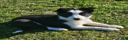 Border Collie dogs for sale: ISDS Border Collie Pups - Advert 22