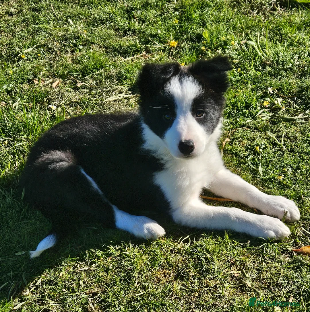 Border Collie dogs for sale: ISDS Border Collie Pups - Advert 22