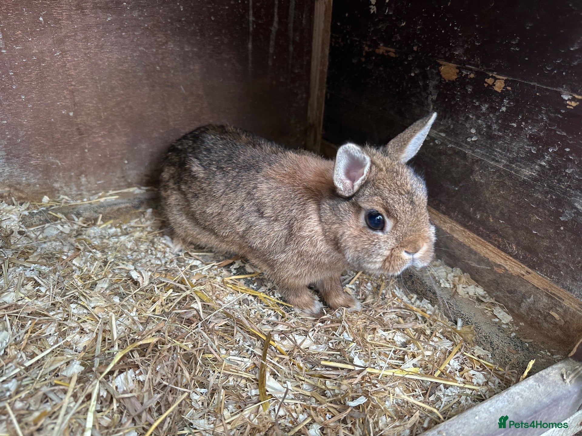 Netherland Dwarf rabbits 4 Netherland Dwarfs & 2 Double Cages  - Advert 4