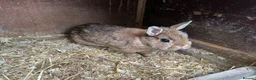 Netherland Dwarf rabbits for sale: 4 Netherland Dwarfs & 2 Double Cages  - Advert 1