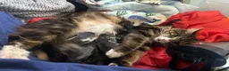 Mixed Breed cats for sale: Stunning kittens for sale in Bognor Regis - Advert 13