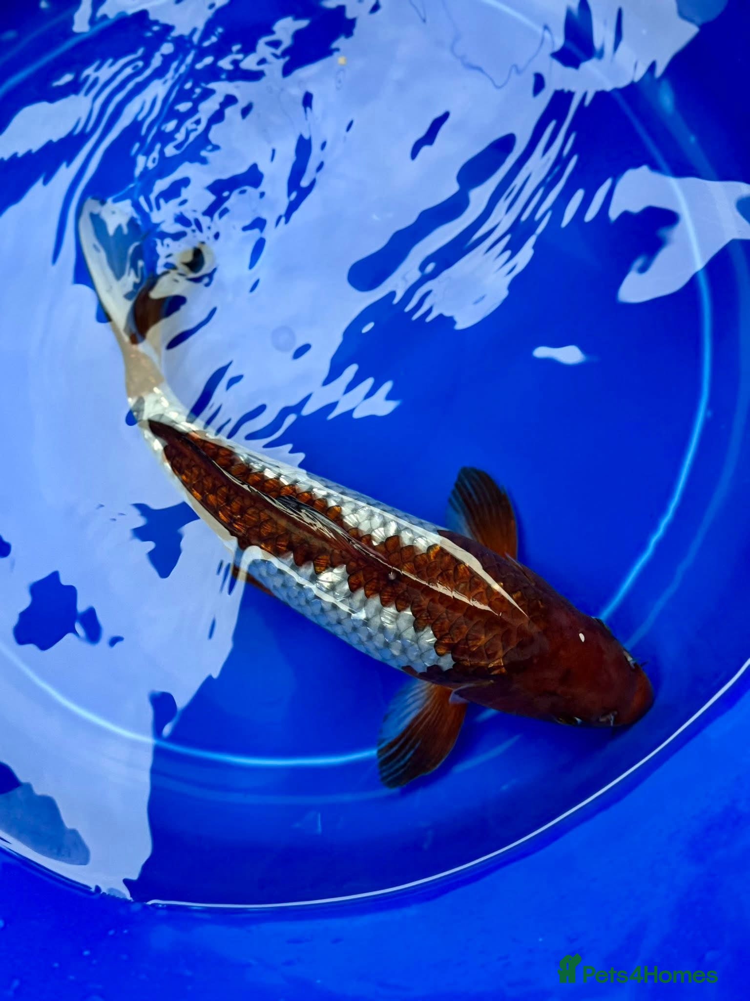 Koi Carp fish Koi for sale - Advert 2