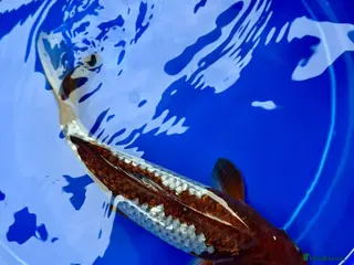 Koi Carp fish Koi for sale - Advert 7