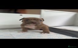 American Bully dogs for sale: Puppies American pocket bully - Image 8