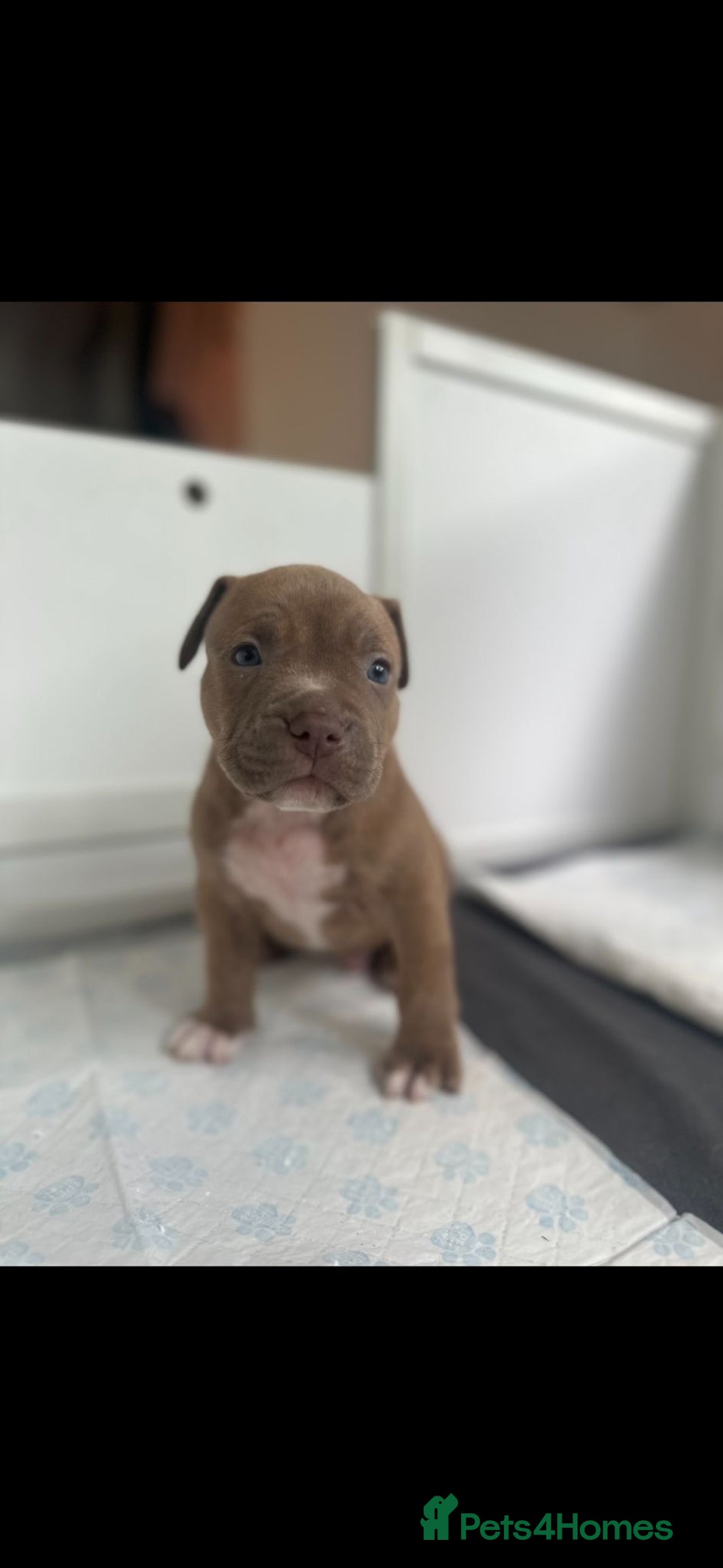 American Bully dogs for sale: Puppies American pocket bully - Image 8