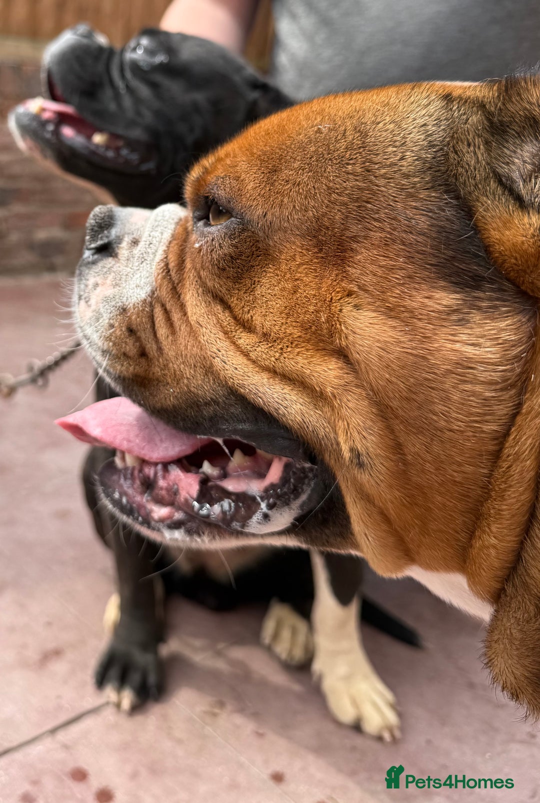 Alapaha Blue Blood Bulldog dogs for sale: ALAPAHA BLUE BLOOD BULLDOGS  - Image 10