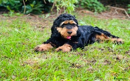 Cocker Spaniel dogs for stud: 100% SHOW TYPE, KC REGISTERED, 100% SUCCESS RATE in Crewe - Image 1