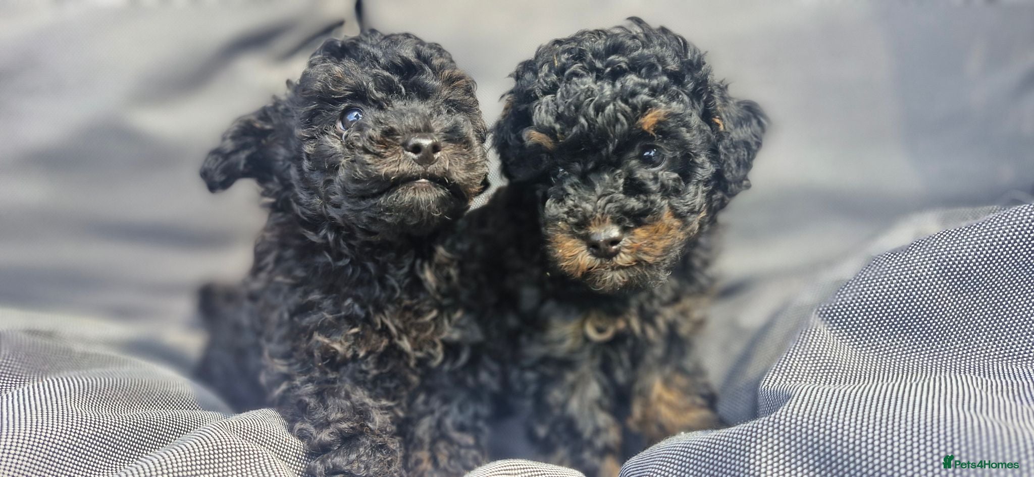Toy Poodle dogs  female toy poodle pups. Health tested parents  - Advert 2