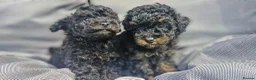 Toy Poodle dogs for sale:  female toy poodle pups. Health tested parents  - Advert 18