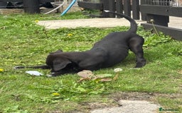 Lurcher dogs for sale: Lurcher - Image 2
