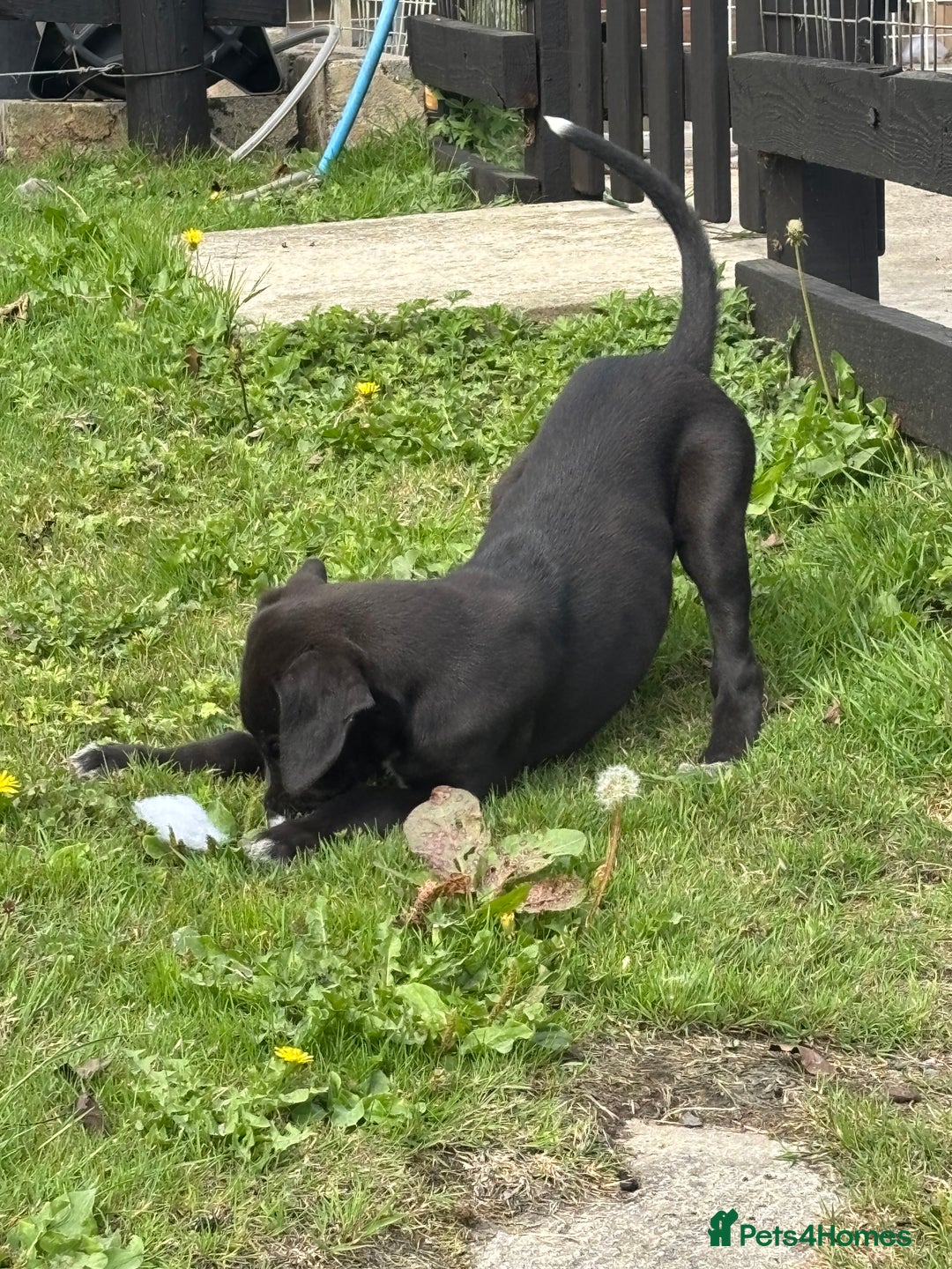 Lurcher dogs for sale: Lurcher - Image 2