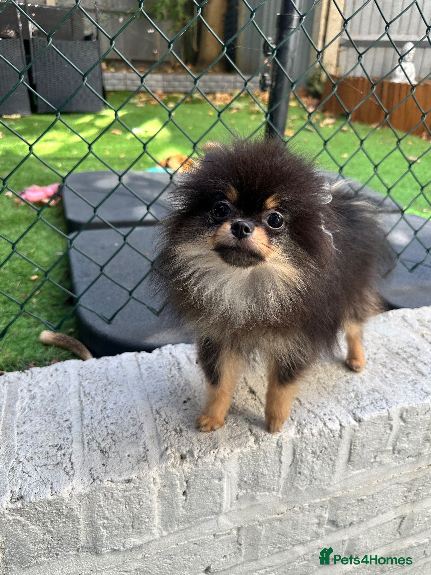Pomeranian dogs Girl Pomeranians 🖤🤍 - Advert 15