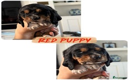 Basset Hound dogs for sale: Beautiful Basset Hound Puppies - Advert 2